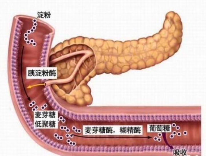 膳食纖維的健康功能